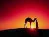 tramonto-in-africa